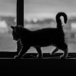 猫が愛しいと思う瞬間